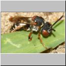 Epeolus variegatus - Filzbiene w001c 7mm - OS-Wallenhorst-Sandgrube-det.jpg